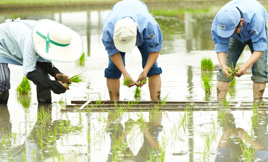 酒米農家の方と一緒に田植えをする沢の鶴の社員