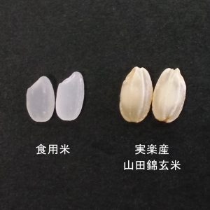 (右)実楽産山田錦玄米(左)食用米