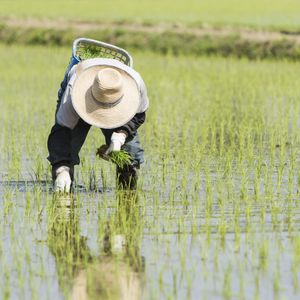 5月の田植え