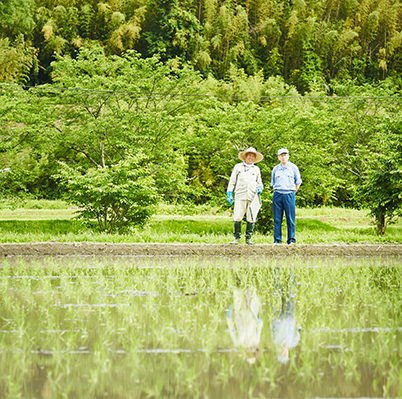 泽之鹤员工在实乐稻田里种植水稻